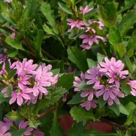 Scaevola (Fan Flower)