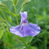 Square-Stemmed Monkey Flower Seeds