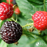 Thimbleberry Seeds