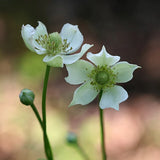 Thimbleweed Seeds