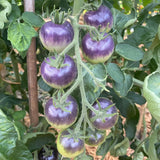 Tomato, Blueberry Seeds