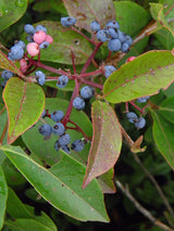 Wild Raisin Seeds