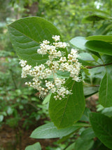 Wild Raisin Seeds
