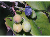 Nannyberry Seeds