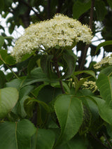 Nannyberry Seeds