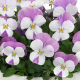 Viola