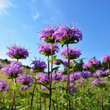 Wild Bergamot Seeds
