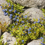 Wild Lowbush Blueberry Seeds