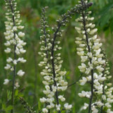 White Wild Indigo Seeds