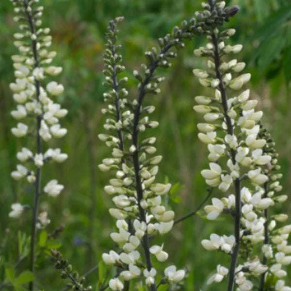 indigo plant seeds White Wild Indigo Seeds – Seafoam Lavender