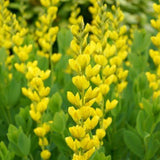 Yellow Wild Indigo Seeds