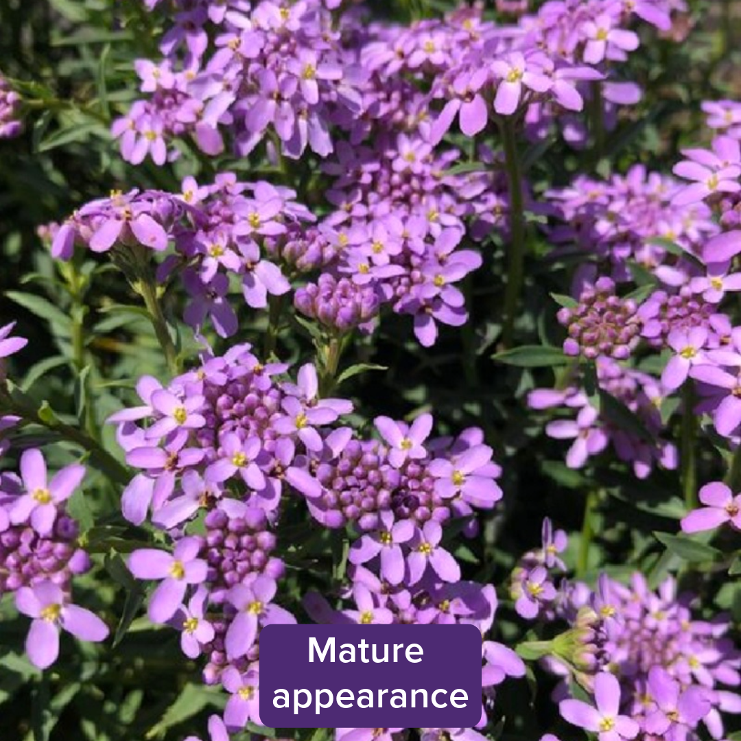 Iberis (Candytuft) 3.5” – Seafoam Lavender