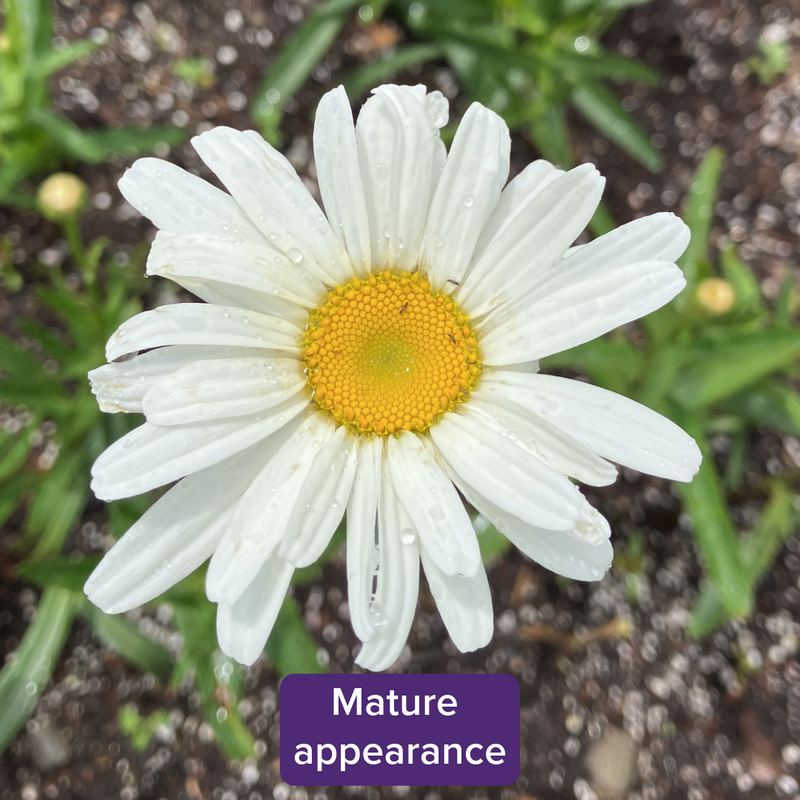 Leucanthemum x superbum (Shasta Daisy) 3.5”