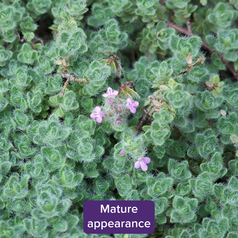 Thymus (Thyme for Ground Cover) 3.5”