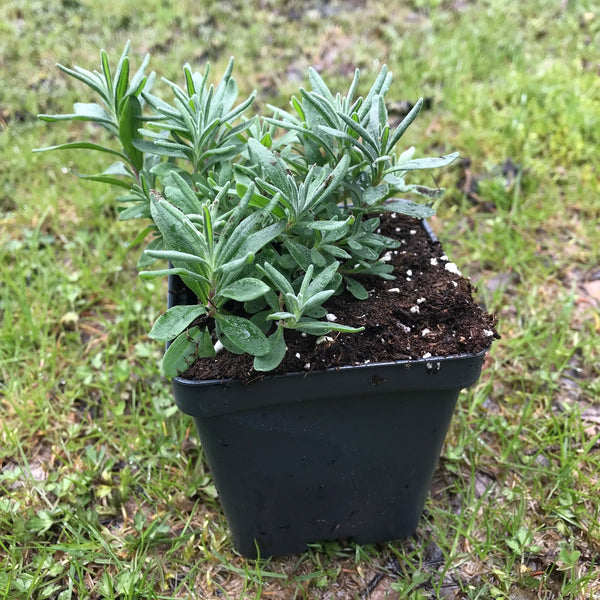 Lavender seedling in a 3.5-inch black plastic pot