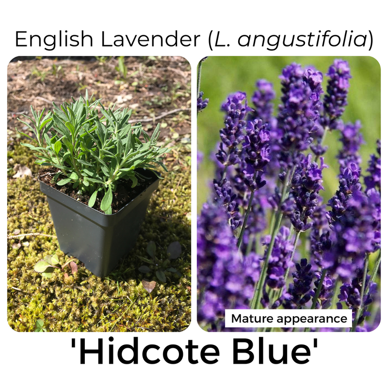 English Lavender (L. angustifolia) 'Hidcote Blue' - left photo is of a lavender seedling in a 3.5-inch black plastic pot, and the right-hand photo is a close-up of flower spikes with dark purple blossoms. The photo in bloom is labeled 'Mature appearance'