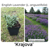 English Lavender (L. angustifolia) 'Krajova' - left photo is of a lavender seedling in a 3.5-inch black plastic pot, and the right-hand photo is a view of rows of lavender plants with bright purple blossoms. The photo in bloom is labeled 'Mature appearance'