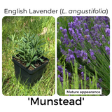 English Lavender (L. angustifolia) 'Munstead' - left photo is of a lavender seedling in a 3.5-inch black plastic pot, and the right-hand photo is a close-up of flower spikes with bright purple blossoms and a visiting honeybee. The photo in bloom is labeled 'Mature appearance'
