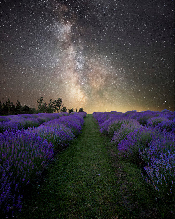 Lavender Dreams Photo Print - Seafoam Lavender