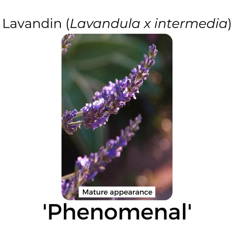 Lavender Plants 3.5"